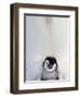 Emperor Penguin and Chick in Antarctica-Paul Souders-Framed Photographic Print