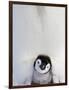 Emperor Penguin and Chick in Antarctica-Paul Souders-Framed Photographic Print