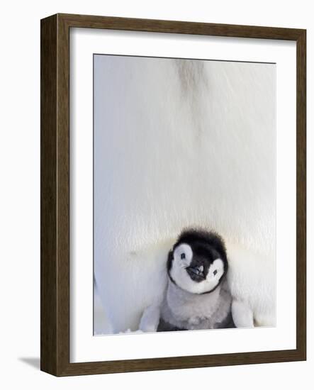 Emperor Penguin and Chick in Antarctica-Paul Souders-Framed Photographic Print