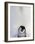 Emperor Penguin and Chick in Antarctica-Paul Souders-Framed Photographic Print