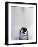 Emperor Penguin and Chick in Antarctica-Paul Souders-Framed Photographic Print