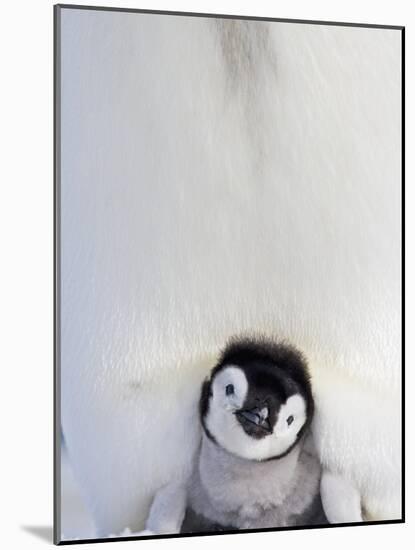 Emperor Penguin and Chick in Antarctica-Paul Souders-Mounted Photographic Print