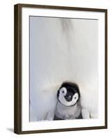 Emperor Penguin and Chick in Antarctica-Paul Souders-Framed Photographic Print