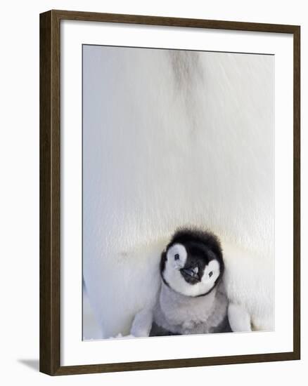 Emperor Penguin and Chick in Antarctica-Paul Souders-Framed Photographic Print