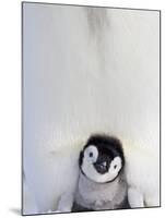 Emperor Penguin and Chick in Antarctica-Paul Souders-Mounted Photographic Print