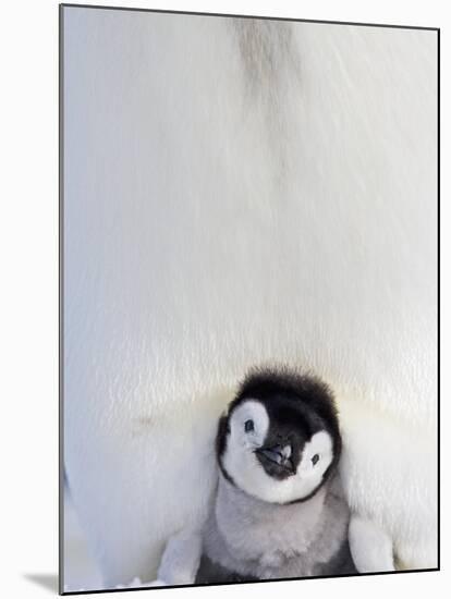 Emperor Penguin and Chick in Antarctica-Paul Souders-Mounted Photographic Print