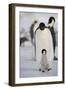 Emperor Penguin and Chick in Antarctica-null-Framed Photographic Print