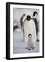 Emperor Penguin and Chick in Antarctica-null-Framed Photographic Print