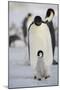 Emperor Penguin and Chick in Antarctica-null-Mounted Photographic Print