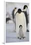 Emperor Penguin and Chick in Antarctica-null-Framed Photographic Print