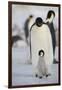 Emperor Penguin and Chick in Antarctica-null-Framed Photographic Print