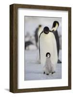 Emperor Penguin and Chick in Antarctica-null-Framed Photographic Print