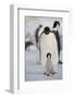 Emperor Penguin and Chick in Antarctica-null-Framed Photographic Print