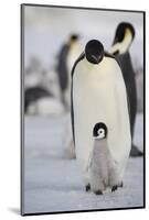 Emperor Penguin and Chick in Antarctica-null-Mounted Photographic Print