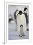 Emperor Penguin and Chick in Antarctica-null-Framed Photographic Print