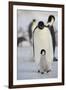 Emperor Penguin and Chick in Antarctica-null-Framed Photographic Print