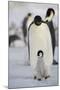 Emperor Penguin and Chick in Antarctica-null-Mounted Photographic Print