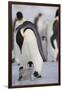 Emperor Penguin and Chick in Antarctica-Paul Souders-Framed Photographic Print