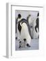 Emperor Penguin and Chick in Antarctica-Paul Souders-Framed Photographic Print
