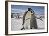 Emperor Penguin and Chick in Antarctica-Paul Souders-Framed Photographic Print