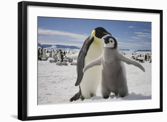 Emperor Penguin and Chick in Antarctica-Paul Souders-Framed Photographic Print