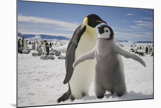 Emperor Penguin and Chick in Antarctica-Paul Souders-Mounted Photographic Print