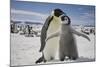 Emperor Penguin and Chick in Antarctica-Paul Souders-Mounted Photographic Print