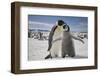 Emperor Penguin and Chick in Antarctica-Paul Souders-Framed Photographic Print