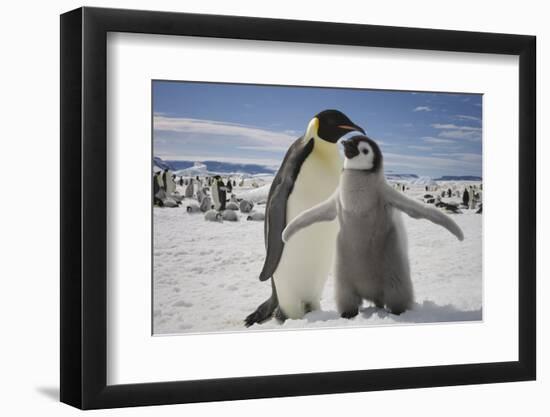 Emperor Penguin and Chick in Antarctica-Paul Souders-Framed Photographic Print