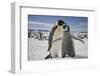 Emperor Penguin and Chick in Antarctica-Paul Souders-Framed Photographic Print