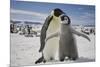 Emperor Penguin and Chick in Antarctica-Paul Souders-Mounted Photographic Print