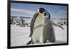 Emperor Penguin and Chick in Antarctica-Paul Souders-Framed Photographic Print