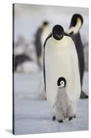 Emperor Penguin and Chick in Antarctica-null-Stretched Canvas