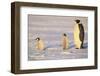 Emperor Penguin and Young-DLILLC-Framed Photographic Print