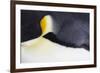 Emperor Penguin (Aptenodytes forsteri) adult, close-up of feathers, Snow Hill Island, Weddell Sea-Bill Coster-Framed Photographic Print