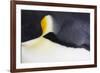 Emperor Penguin (Aptenodytes forsteri) adult, close-up of feathers, Snow Hill Island, Weddell Sea-Bill Coster-Framed Photographic Print