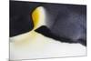 Emperor Penguin (Aptenodytes forsteri) adult, close-up of feathers, Snow Hill Island, Weddell Sea-Bill Coster-Mounted Photographic Print