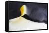 Emperor Penguin (Aptenodytes forsteri) adult, close-up of feathers, Snow Hill Island, Weddell Sea-Bill Coster-Framed Stretched Canvas