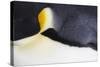 Emperor Penguin (Aptenodytes forsteri) adult, close-up of feathers, Snow Hill Island, Weddell Sea-Bill Coster-Stretched Canvas