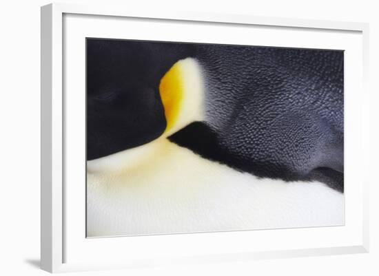 Emperor Penguin (Aptenodytes forsteri) adult, close-up of feathers, Snow Hill Island, Weddell Sea-Bill Coster-Framed Photographic Print