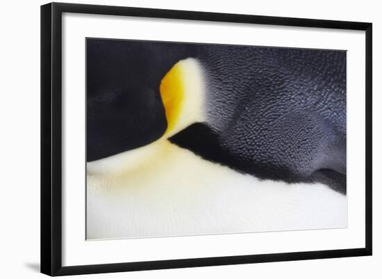 Emperor Penguin (Aptenodytes forsteri) adult, close-up of feathers, Snow Hill Island, Weddell Sea-Bill Coster-Framed Photographic Print