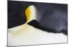 Emperor Penguin (Aptenodytes forsteri) adult, close-up of feathers, Snow Hill Island, Weddell Sea-Bill Coster-Mounted Photographic Print