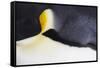 Emperor Penguin (Aptenodytes forsteri) adult, close-up of feathers, Snow Hill Island, Weddell Sea-Bill Coster-Framed Stretched Canvas
