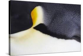 Emperor Penguin (Aptenodytes forsteri) adult, close-up of feathers, Snow Hill Island, Weddell Sea-Bill Coster-Stretched Canvas