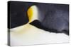 Emperor Penguin (Aptenodytes forsteri) adult, close-up of feathers, Snow Hill Island, Weddell Sea-Bill Coster-Stretched Canvas