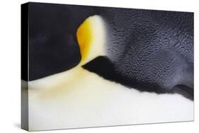 Emperor Penguin (Aptenodytes forsteri) adult, close-up of feathers, Snow Hill Island, Weddell Sea-Bill Coster-Stretched Canvas