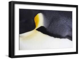 Emperor Penguin (Aptenodytes forsteri) adult, close-up of feathers, Snow Hill Island, Weddell Sea-Bill Coster-Framed Photographic Print