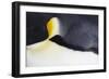 Emperor Penguin (Aptenodytes forsteri) adult, close-up of feathers, Snow Hill Island, Weddell Sea-Bill Coster-Framed Photographic Print