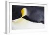 Emperor Penguin (Aptenodytes forsteri) adult, close-up of feathers, Snow Hill Island, Weddell Sea-Bill Coster-Framed Photographic Print