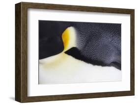 Emperor Penguin (Aptenodytes forsteri) adult, close-up of feathers, Snow Hill Island, Weddell Sea-Bill Coster-Framed Photographic Print